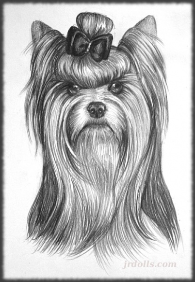 yorkshire terrierrr.jpg